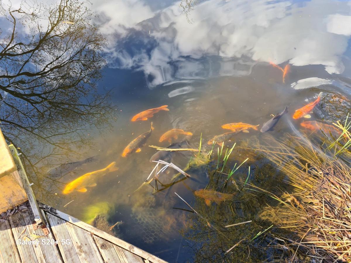The With Gardens And Koi Pond *